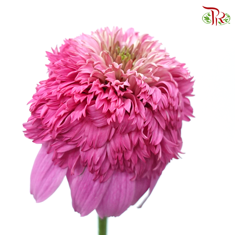 Echinacea - Pink (2 Stems)-Pink-Japan-prflorist.com.my