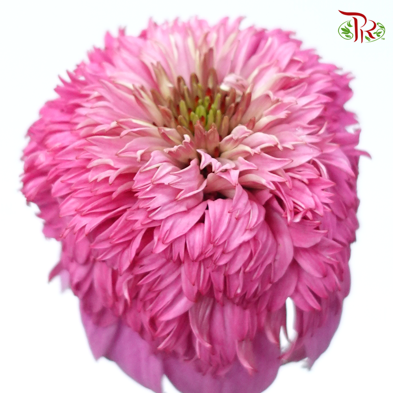 Echinacea - Pink (2 Stems)-Pink-Japan-prflorist.com.my