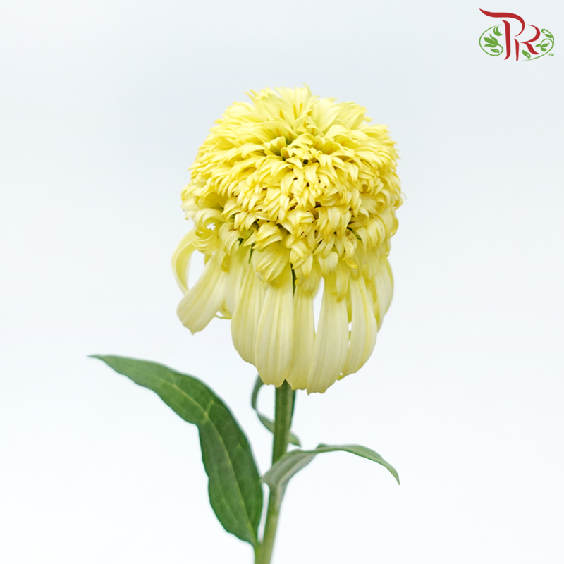 Echinacea - Yellow (2 Stems)-Yellow-Japan-prflorist.com.my