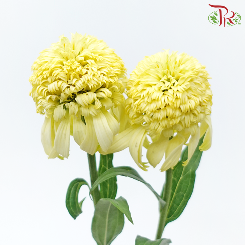 Echinacea - Yellow (2 Stems)-Yellow-Japan-prflorist.com.my