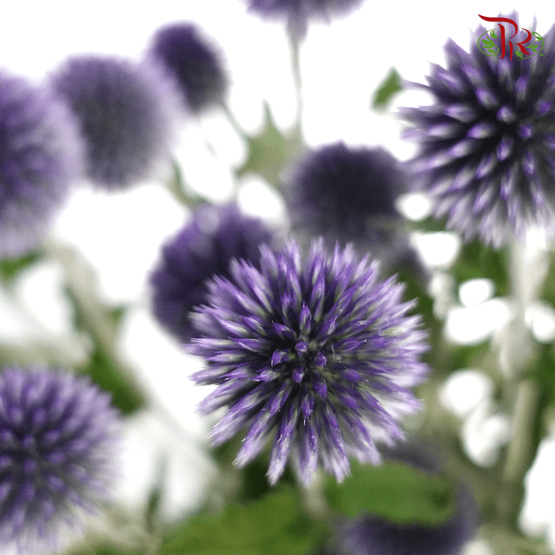 Echinops - (Per Bunch)-Purple-China-prflorist.com.my