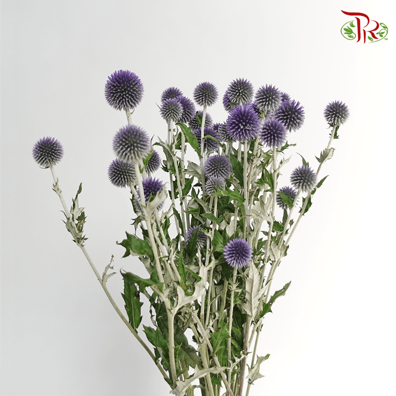 Echinops - (Per Bunch)-Purple-China-prflorist.com.my