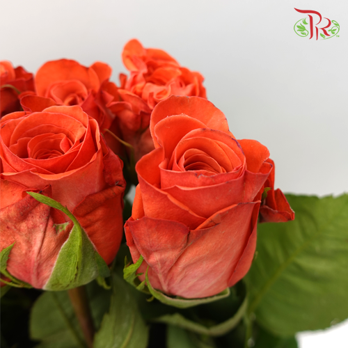 Rose - Americano (10 Stems) - Pudu Ria Florist