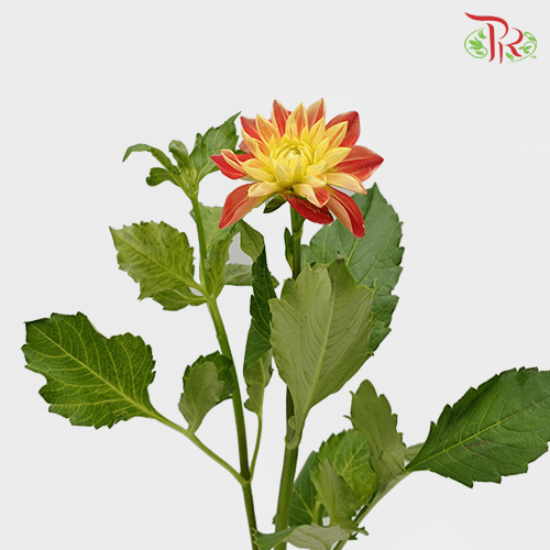 Dahlia - Two Tone Orange (Per Bunch) - Pudu Ria Florist