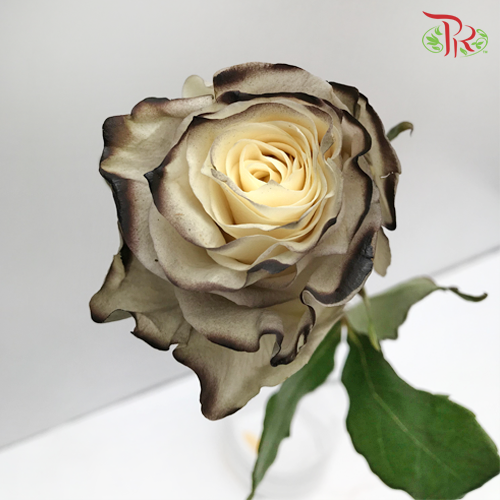 Ceres Rose - Powder Coffe (10 Stems) - Pudu Ria Florist