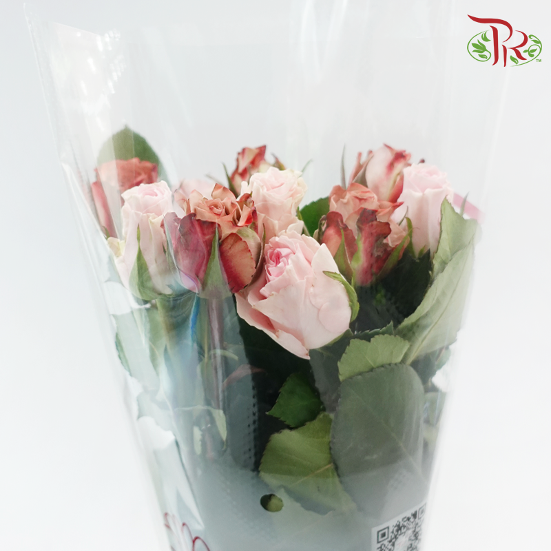 Elegant Aesthetics - (Mixed - Kenya Cappuccino & Duchess) - (10 Stems Per Bundle)-Kenya-prflorist.com.my
