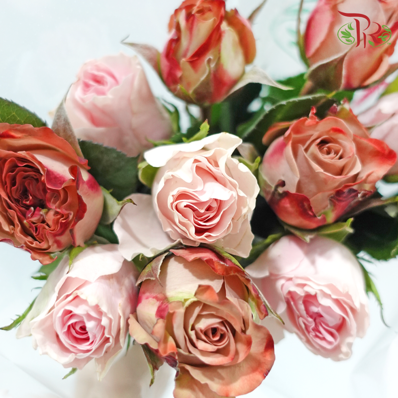 Elegant Aesthetics - (Mixed - Kenya Cappuccino & Duchess) - (10 Stems Per Bundle)-Kenya-prflorist.com.my