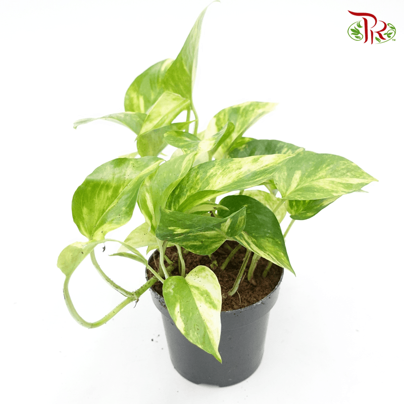 Epipremnum Hicolour 《绿萝》