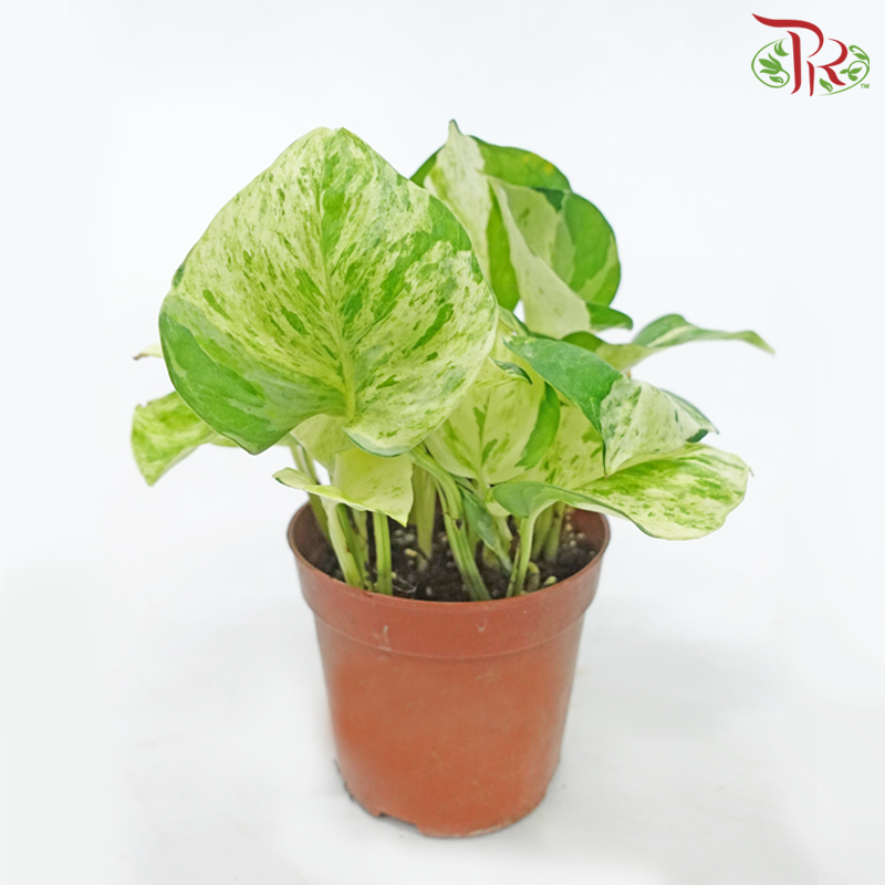 Epipremnum Manjula《快乐叶子绿萝》