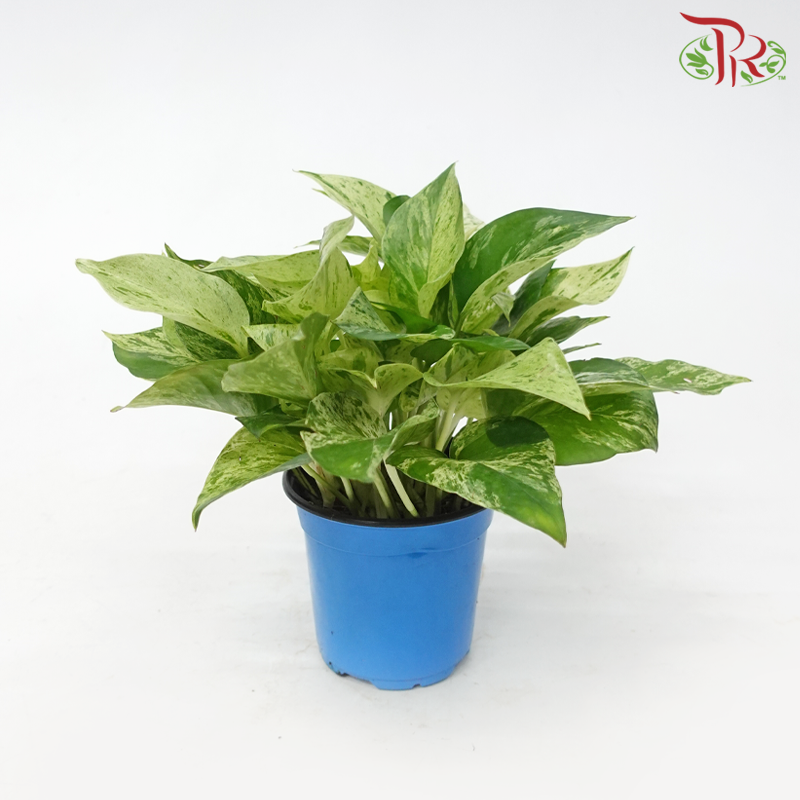 Epipremnum Marble Queen P120《大理石女王》