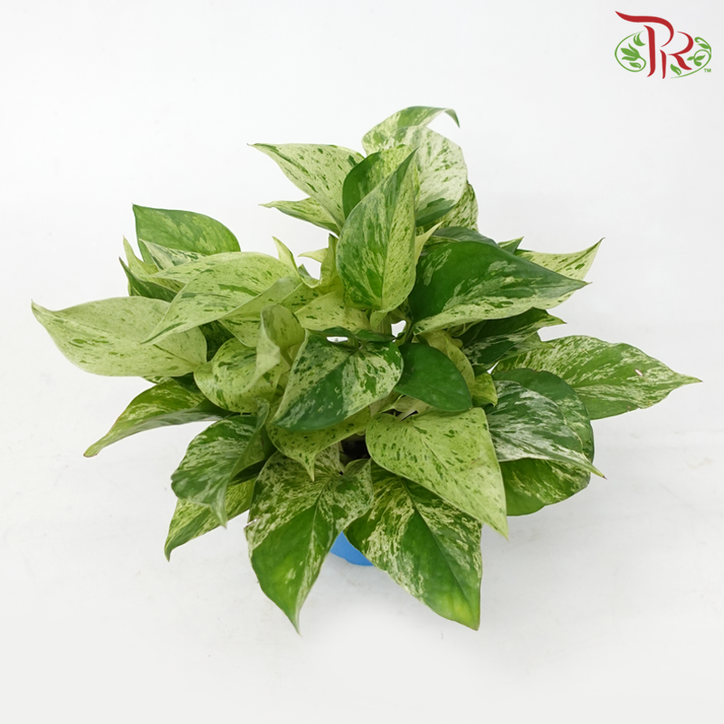 Epipremnum Marble Queen P120《大理石女王》