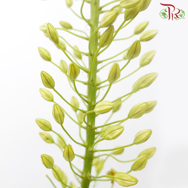 Eremurus - Orange / Green (2 Stems Per Bundle)-Netherland-prflorist.com.my