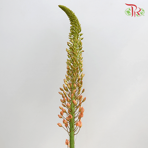 Eremurus - Orange / Green (2 Stems Per Bundle)-Netherland-prflorist.com.my