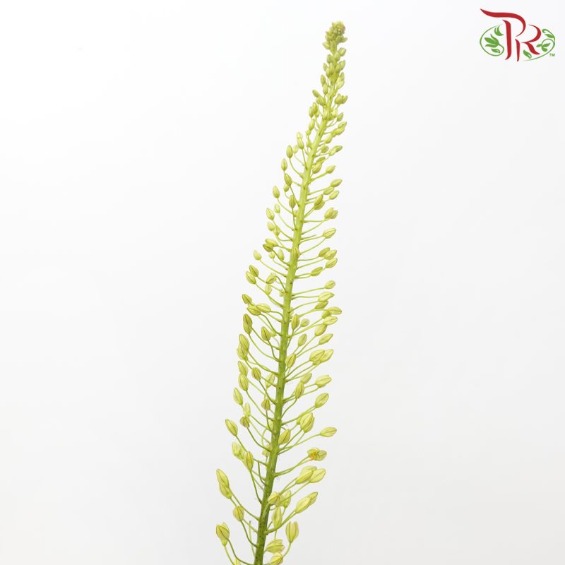Eremurus - Orange / Green (2 Stems Per Bundle)-Netherland-prflorist.com.my