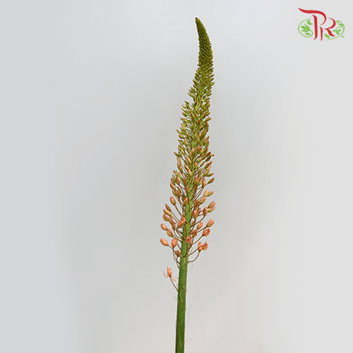 Eremurus - Orange / Green (2 Stems Per Bundle)-Netherland-prflorist.com.my
