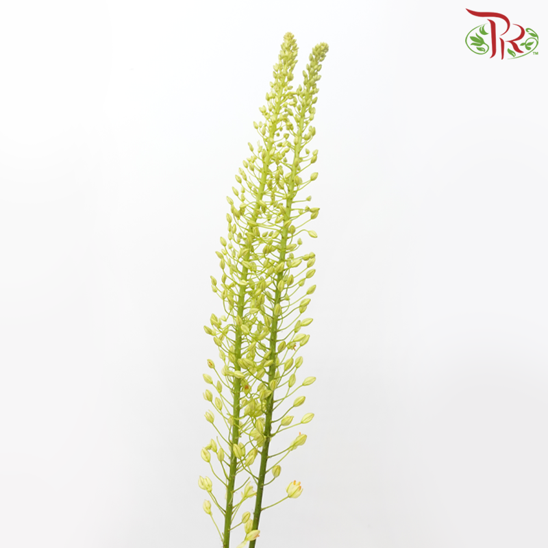 Eremurus - Orange / Green (2 Stems Per Bundle)-Netherland-prflorist.com.my