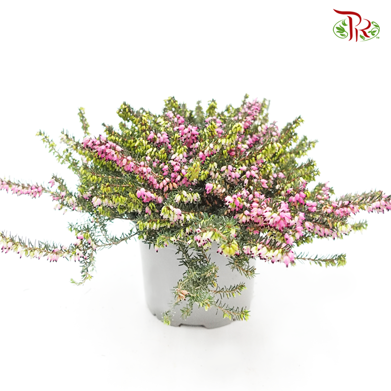 Erica 《欧石南》25cm-Pudu Ria Florist-prflorist.com.my