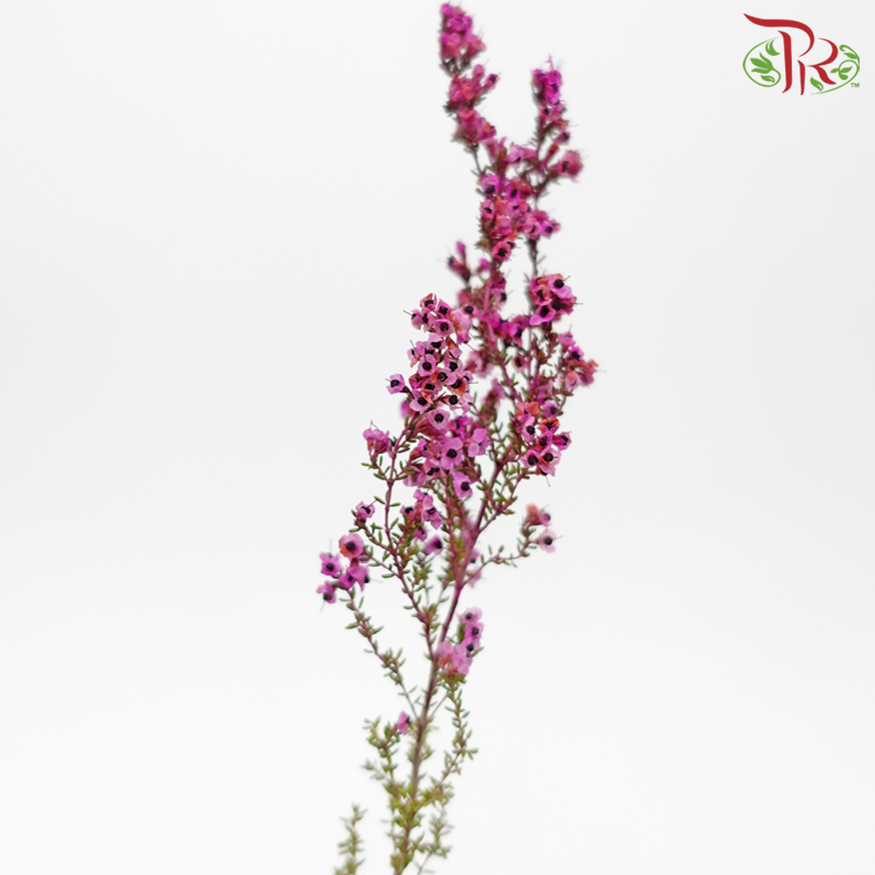 Erica - Dark Pink (Per Bunch)-Dark Pink-Africa-prflorist.com.my