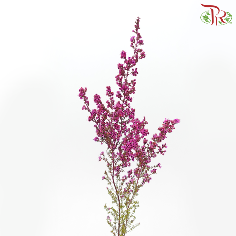 Erica - Dark Pink (Per Bunch)-Dark Pink-Africa-prflorist.com.my