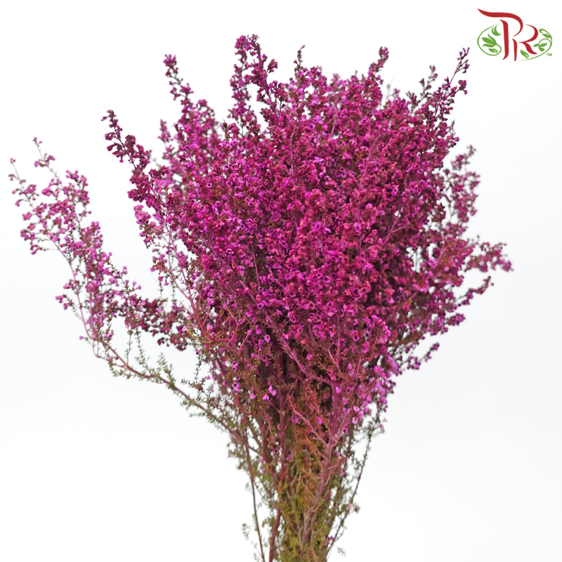 Erica - Dark Pink (Per Bunch)-Dark Pink-Africa-prflorist.com.my