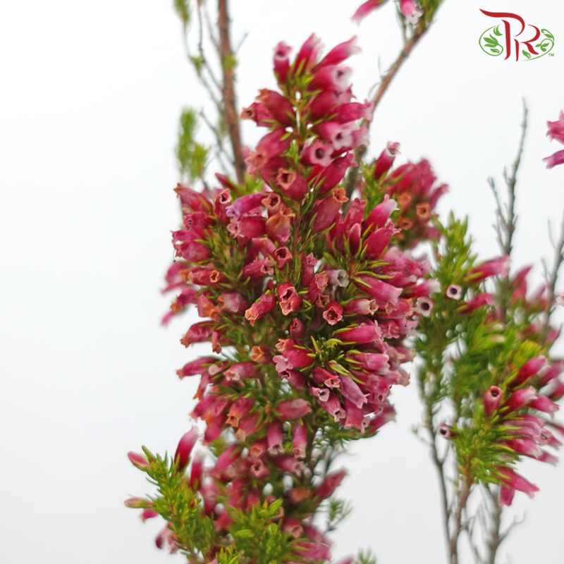 Erica - Green / Pink (Per Bunch)-Green / Pink-Africa-prflorist.com.my