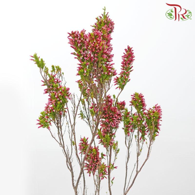 Erica - Green / Pink (Per Bunch)-Green / Pink-Africa-prflorist.com.my