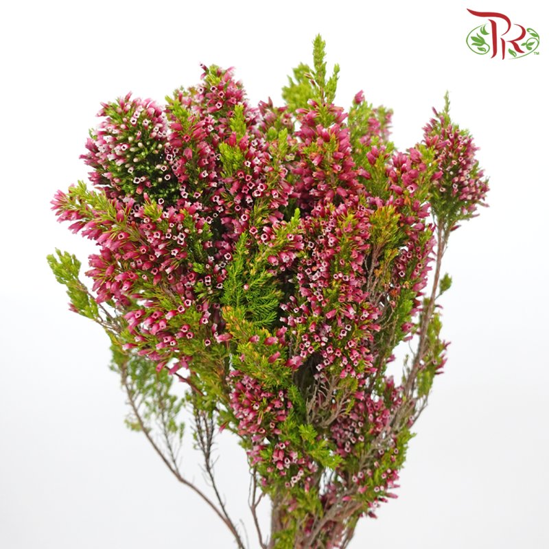 Erica - Green / Pink (Per Bunch)-Green / Pink-Africa-prflorist.com.my