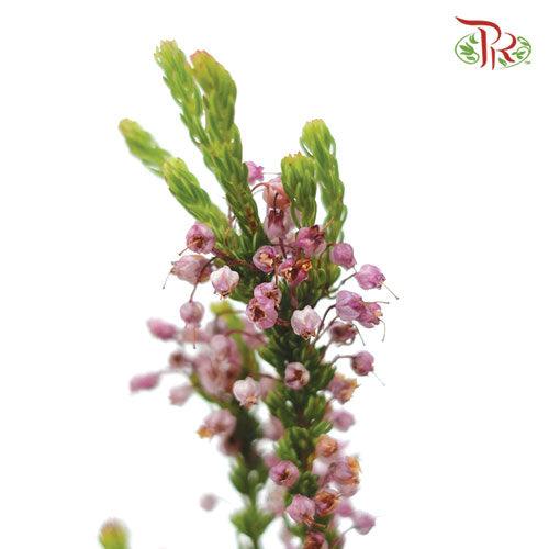 Erica Pink - (Per Bunch)-Pink-Africa-prflorist.com.my