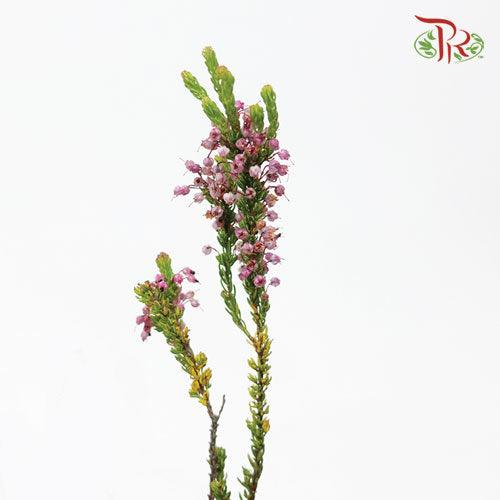 Erica Pink - (Per Bunch)-Pink-Africa-prflorist.com.my