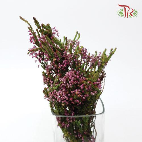 Erica Pink - (Per Bunch)-Pink-Africa-prflorist.com.my