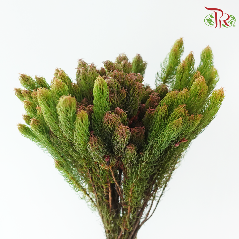 Erica Plukenetii (Per Bunch)-Africa-prflorist.com.my