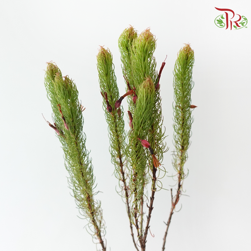 Erica Plukenetii (Per Bunch)-Africa-prflorist.com.my