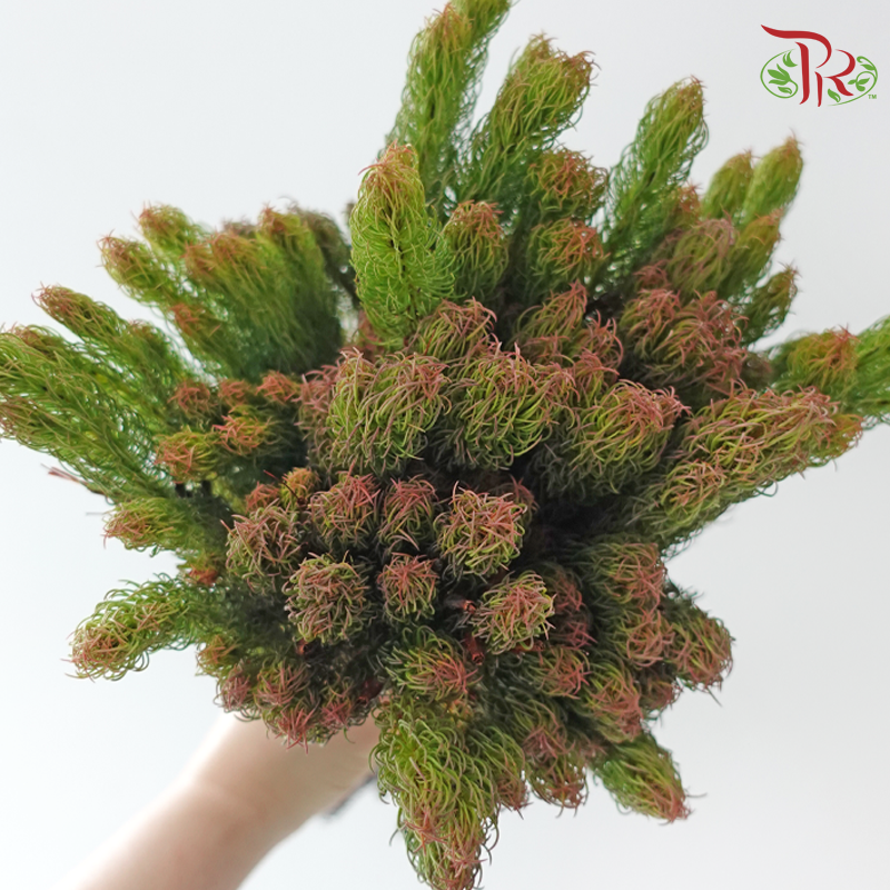 Erica Plukenetii (Per Bunch)-Africa-prflorist.com.my