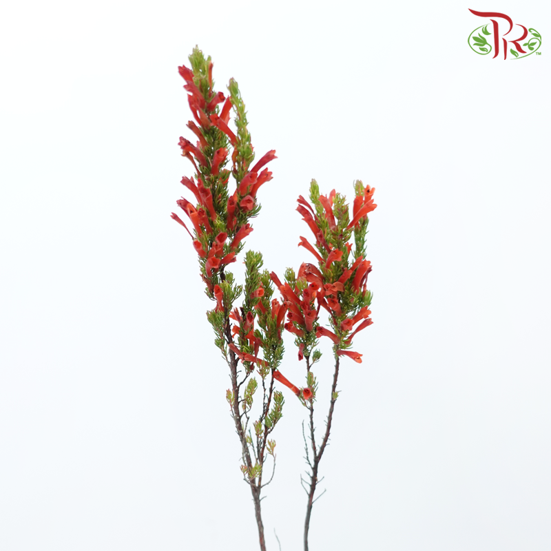 Erica - Red (Per Bunch)-Red-Africa-prflorist.com.my