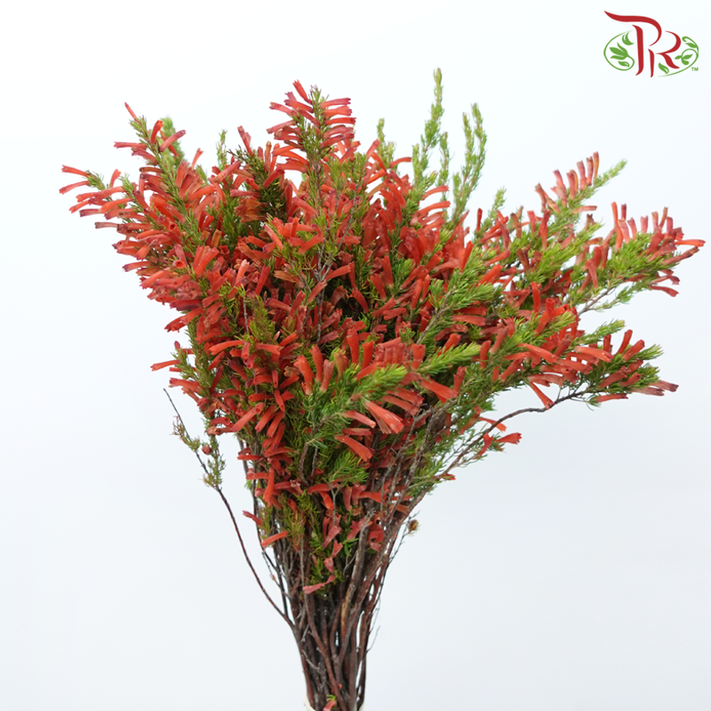 Erica - Red (Per Bunch)-Red-Africa-prflorist.com.my