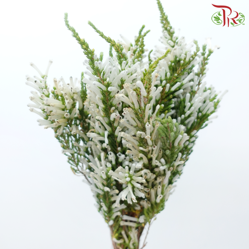 Erica - White (Per Bunch)-White-Africa-prflorist.com.my