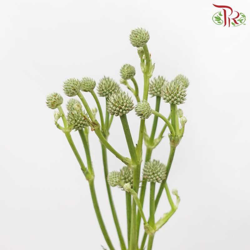 Eryngium - (5 Stems)-Kenya-prflorist.com.my