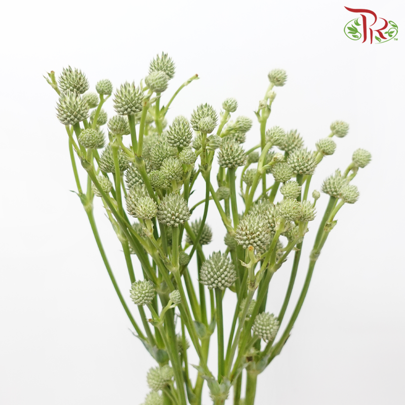 Eryngium - (5 Stems)-Kenya-prflorist.com.my