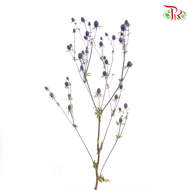 Eryngium - Blue (Per Bunch)-Blue-China-prflorist.com.my