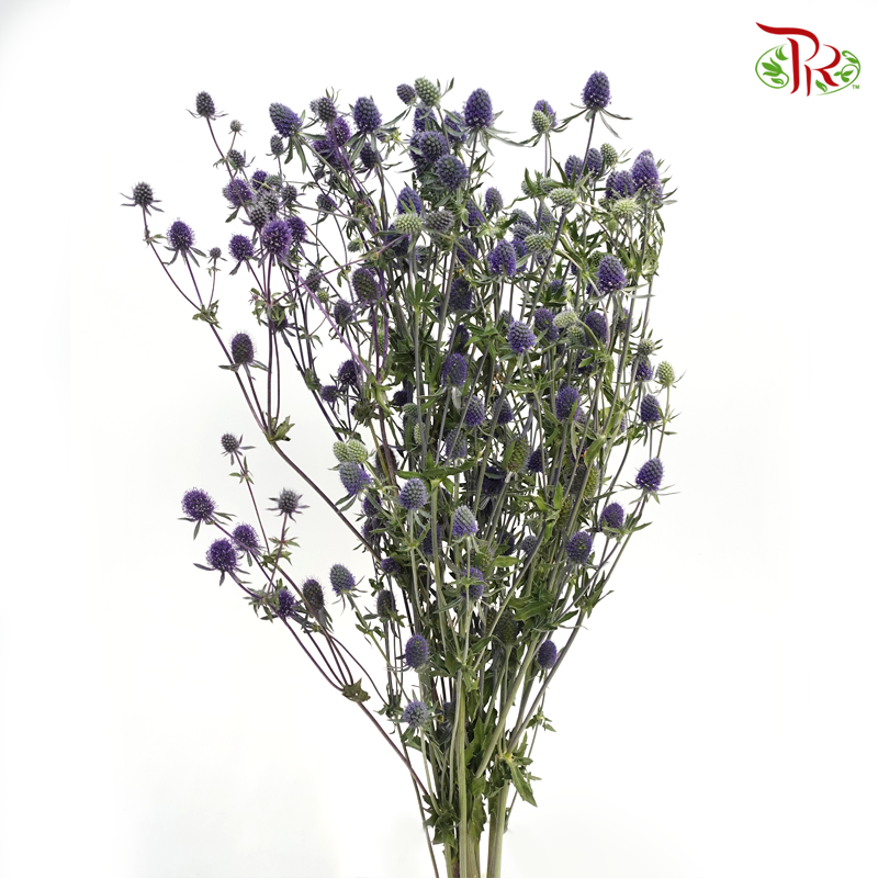 Eryngium - Blue (Per Bunch)-Blue-China-prflorist.com.my
