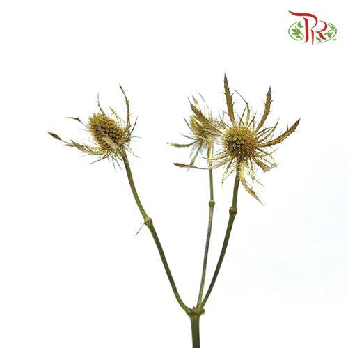 Eryngium Dyed - Gold (5 Stems)-Gold-Ecd-prflorist.com.my