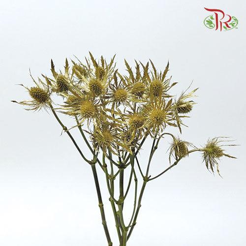 Eryngium Dyed - Gold (5 Stems)-Gold-Ecd-prflorist.com.my