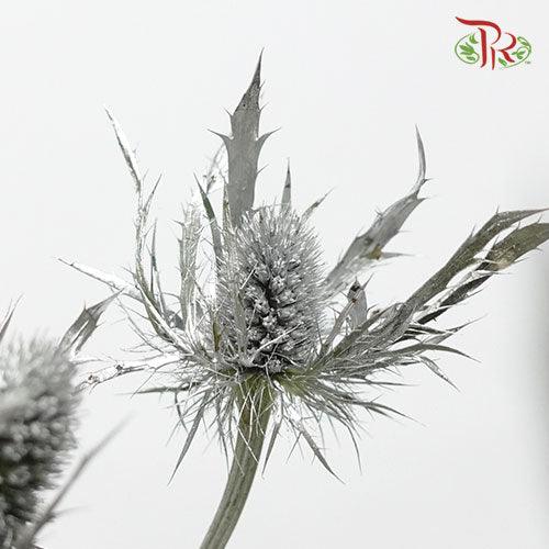 Eryngium Dyed - Silver (5 Stems)-Silver-Ecd-prflorist.com.my