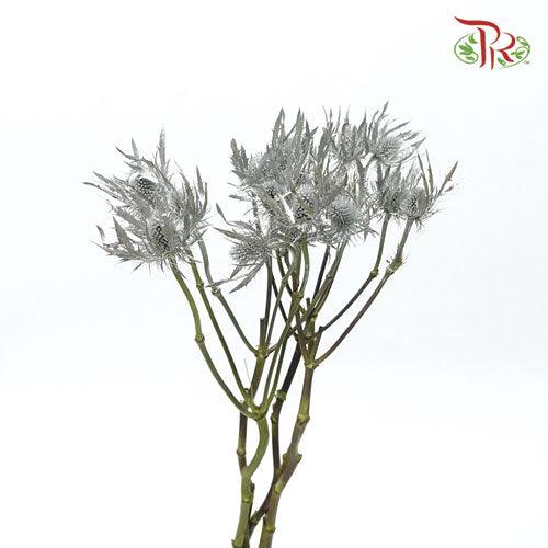 Eryngium Dyed - Silver (5 Stems)-Silver-Ecd-prflorist.com.my