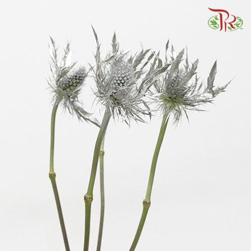 Eryngium Dyed - Silver (5 Stems)-Silver-Ecd-prflorist.com.my