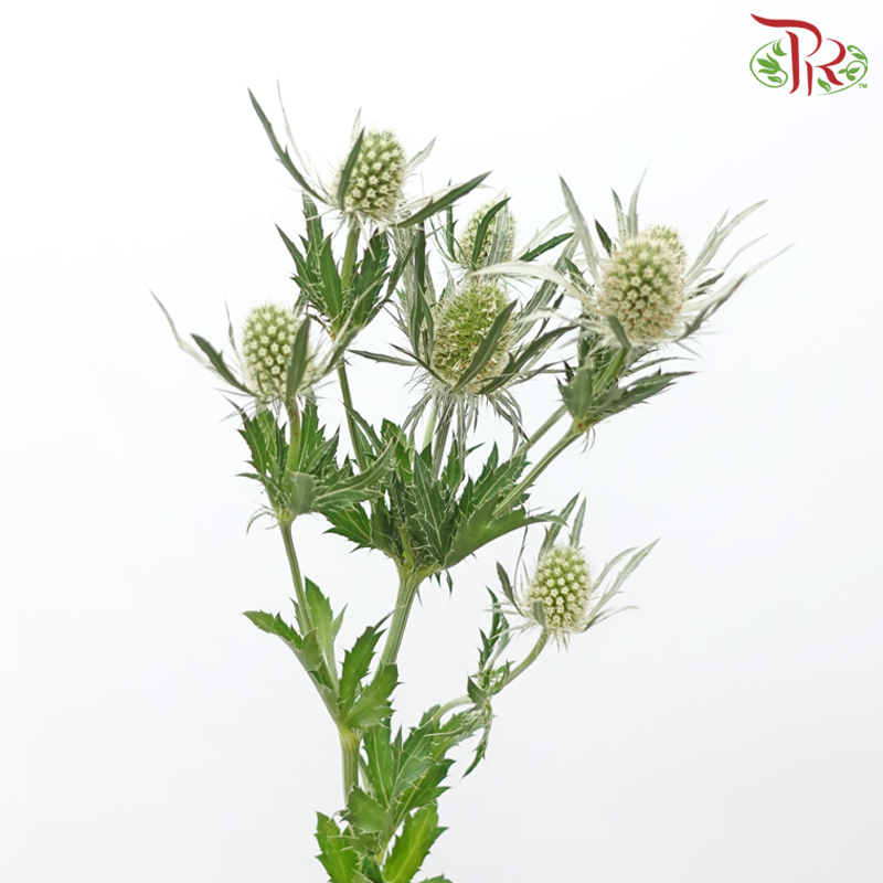 Eryngium Dynamite Silver - (2 Stems)-Netherland-prflorist.com.my