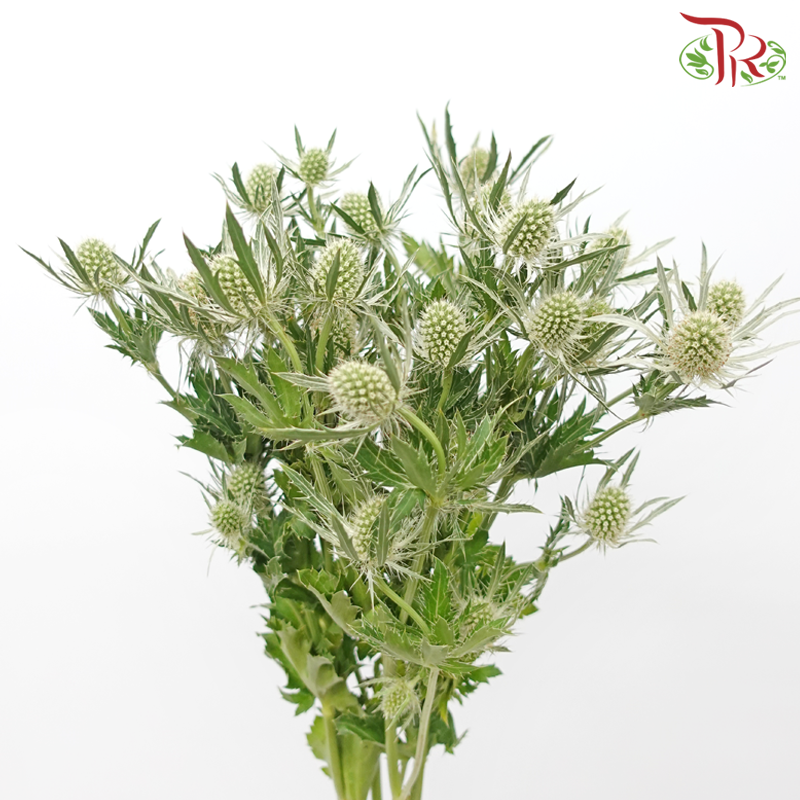 Eryngium Dynamite Silver - (2 Stems)-Netherland-prflorist.com.my