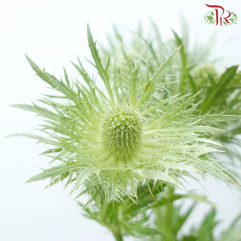 Eryngium - Green (5 Stems)-Green-Netherland-prflorist.com.my
