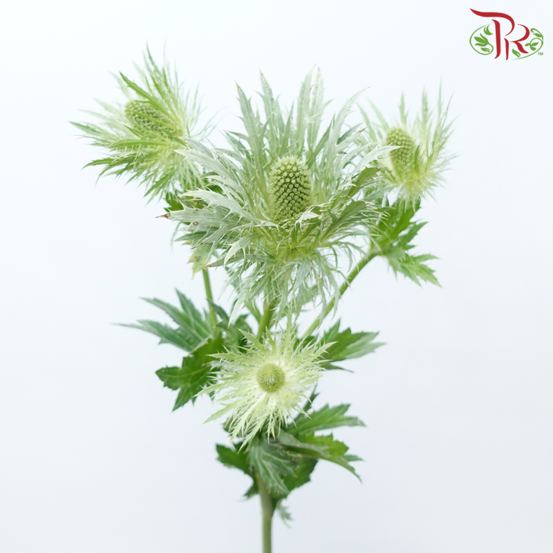 Eryngium - Green (5 Stems)-Green-Netherland-prflorist.com.my