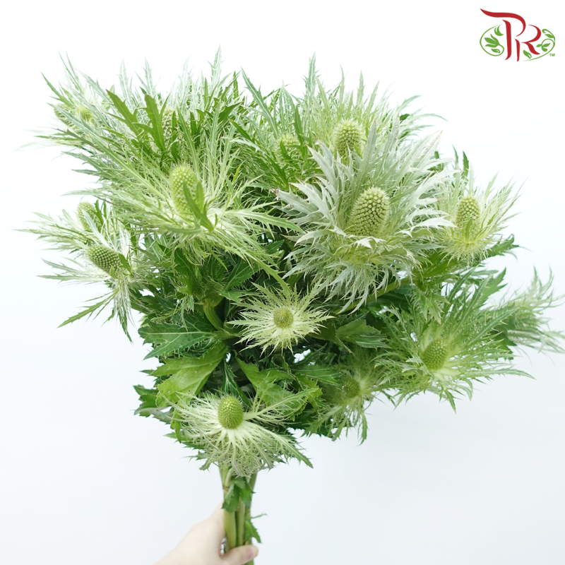 Eryngium - Green (5 Stems)-Green-Netherland-prflorist.com.my